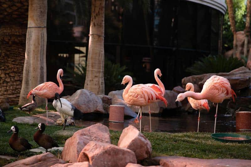 The Flamingo Wildlife Habitat