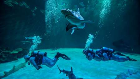 Diving With the Sharks