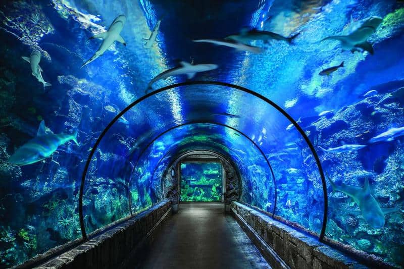 Shark Reef Aquarium