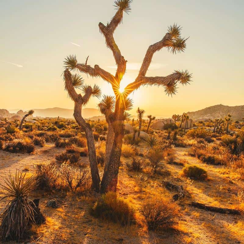 Mojave Desert