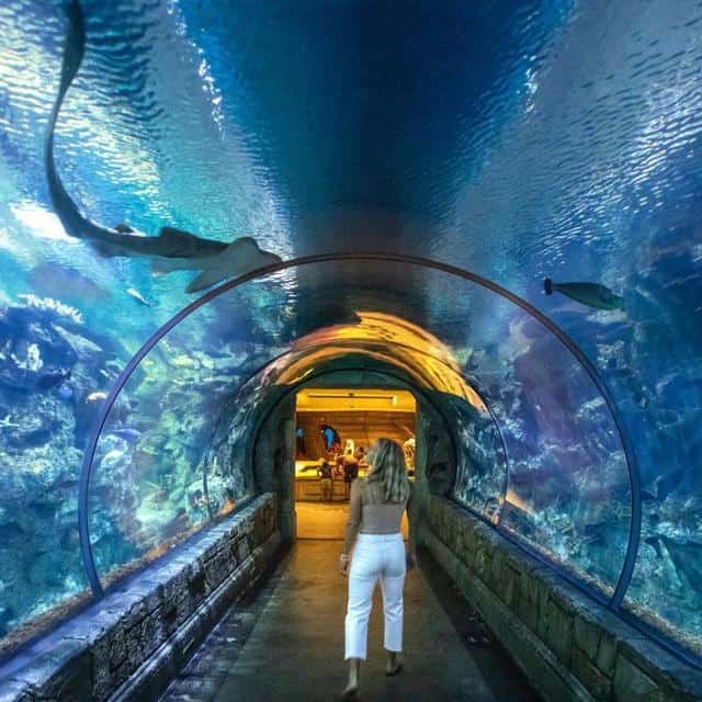 Shark Reef Aquarium