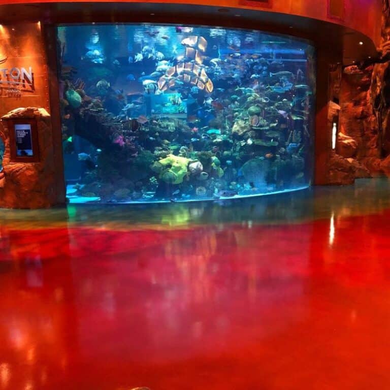 Aquarium at Silverton Hotel: Mermaid Show & School